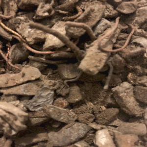 Zorba Small 8015 Non-Ferrous Scrap